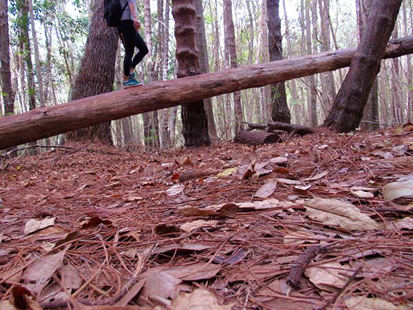 Hiking_On_Maui_Pine